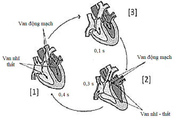 Khi nghiên cứu Hình 3 chu kì hoạt động của tim. Một học sinh đã đưa ra một số phát biểu. Mỗi phát biểu sau đây của học sinh là Đúng hay Sai?  (ảnh 1)