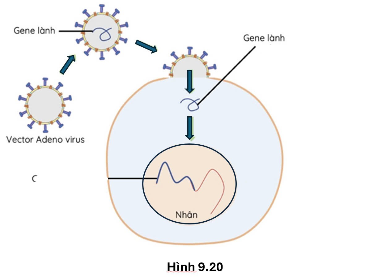 Sơ đồ dưới đây mô tả một giải pháp chữa bệnh di truyền ở người, đây là giải pháp nào?     (ảnh 1)