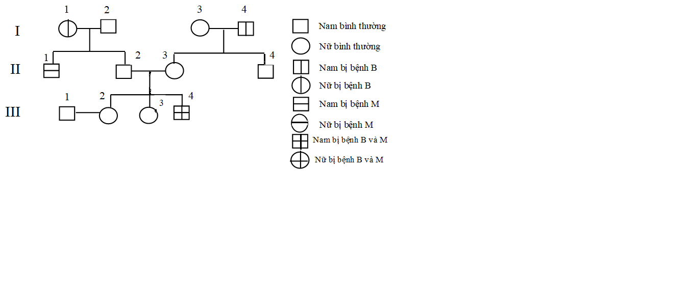 Phả hệ ở hình dưới đây mô tả sự di truyền bệnh B và M. Bệnh B do một trong hai allele của một gene quy định. Bệnh M do một trong hai allele của một gene nằm ở vùng không tương đồng trên NST giới tính X quy định.  (ảnh 1)