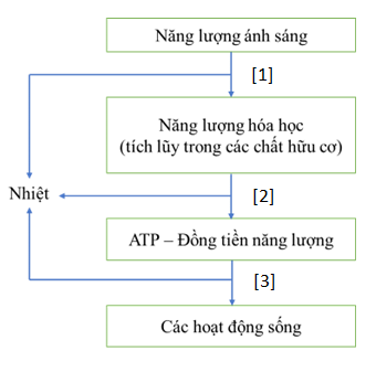 Hình bên mô tả về các giai đoạn chuyển hóa năng lượng trong sinh giới. Từ các thông tin trong hình, cho biết mỗi nhận định sau đây là Đúng hay Sai?   (ảnh 1)