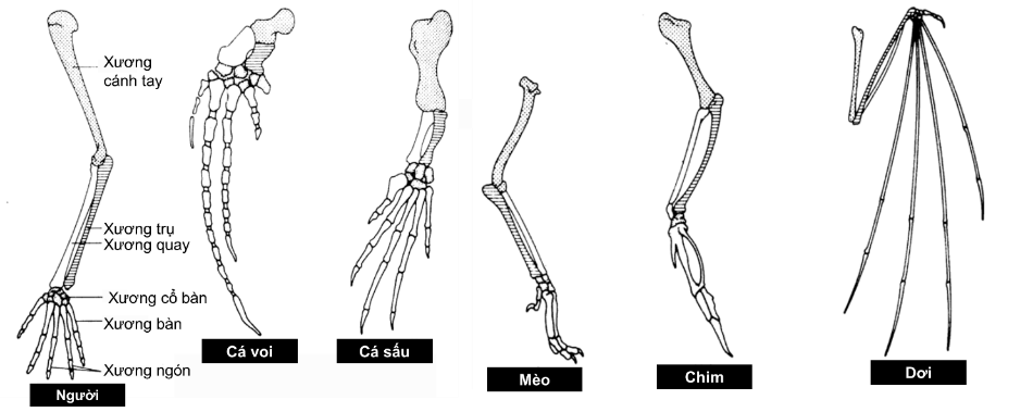 Hình bên dưới thể hiện cấu trúc và vị trí chi trước của một số loài động vật. Theo lí thuyết, phát biểu nào sau đây là không đúng? (ảnh 1)