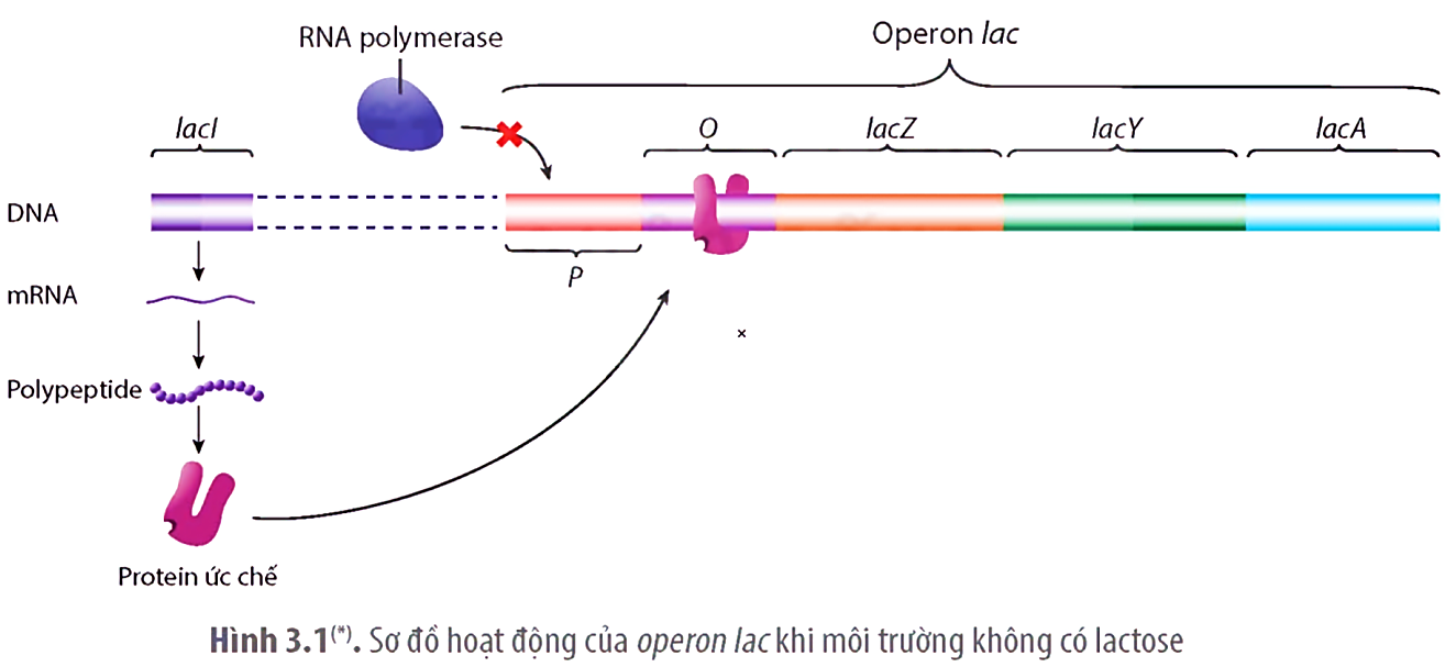 Hình bên dưới mô tả các thành phần và cơ chế hoạt động của operon Lac    Khi nói về hình trên, cho biết mỗi nhận định sau là Đúng hay Sai: (ảnh 1)