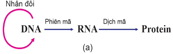 Hình sau đây mô tả tóm tắt cơ chế di truyền ở sinh vật nhân thực?   Trong các cơ chế trên cơ chế nào giúp truyền thông tin di truyền của bố mẹ cho con cháu? 	A. Nhân đôi DNA.	B. Phiên mã.	C. Dịch mã.	D. Phiên mã, dịch mã. (ảnh 1)