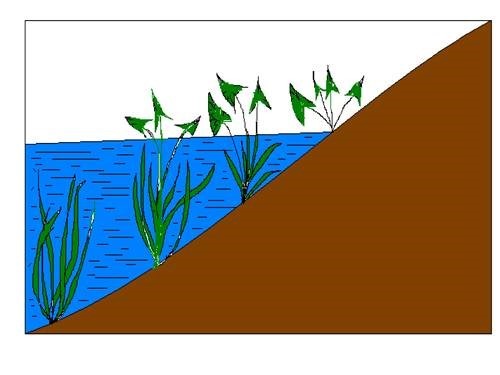 Cho hình ảnh về biến đổi hình dạng cây rau mác ở các tầng nước khác nhau. Nhận định nào sau đây sai về hiện tượng này? (ảnh 1)