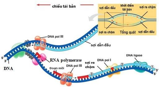 Sơ đồ sau đây mô tả quá trình tái bản DNA ở vi khuẩn: Trong các nhận xét sau về cơ chế này, có bao nhiêu ý đúng? (1) Enzyme DNA polymerase III tổng hợp mạch mới theo chiều 5'→ 3'. (ảnh 1)