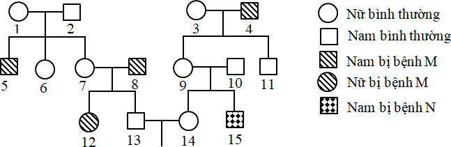 Xét 2 bệnh di truyền ở người (bệnh M và bệnh N), mỗi bệnh do một allele của gene có 2 allele nằm trên vùng không tương đồng của nhiễm sắc thể X gây ra, allele trội là trội hoàn toàn, 2 gene cách nhau 20 cM. Cho sơ đồ phả hệ như hình dưới. (ảnh 1)