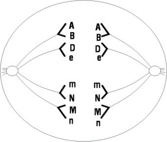 Cho hình vẽ quá trình phân bào của một tế bào (Y) ở một cây lưỡng bội X có kiểu gen dị hợp về tất cả các cặp gen. Trên các NST có trong tế bào Y có các gen tương ứng là A, B, D, e, M, m, N, n). (ảnh 1)