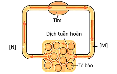 Hình dưới đây mô tả đường đi của máu trong hệ tuần hoàn hở. Phát biểu nào sau đây đúng? (ảnh 1)