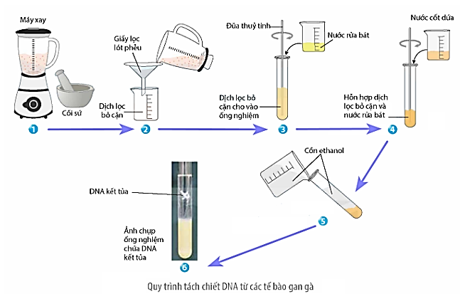Hình ảnh sau mô tả quy trình tách chiết DNA từ gan gà. Để kiểm chứng vai trò của Bước 5 (dùng cồn ethanol) trong quy trình tách chiết DNA, một nhóm học sinh tiến hành hai ống nghiệm: (ảnh 1)