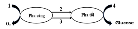 Sơ đồ sau mô tả tóm tắt mối quan hệ giữa pha sáng và pha tối trong quang hợp. Các số 1, 4 ở hình trên lần lượt tương ứng với những chất nào sau đây? (ảnh 1)