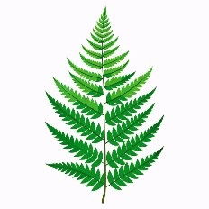 Choose the word with “er”. A.   B.   C.   (ảnh 3)