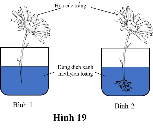 Một thí nghiệm được bố trí như sau: Quan sát hiện tượng thay đổi màu sắc hoa ở hai bình sau 4 giờ. Mỗi nhận định sau đây là đúng hay sai về thí nghiệm trên? (ảnh 1)