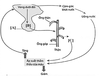 Hình 11 mô tả quá trình điều hòa áp suất thẩm thấu máu của thận. (ảnh 1)