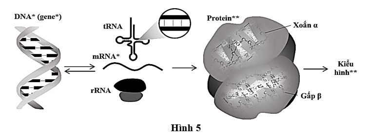 Hình 5 mô tả mối quan hệ giữa DNA, RNA (mRNA, tRNA, rRNA), protein. Kí hiệu --- mô tả một trong những loại liên kết có trong từng loại phân tử DNA, RNA, protein (dạng xoắn α và gấp β). (ảnh 1)