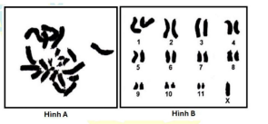 Ở châu chấu, cặp NST giới tính ở giới cái là XX, giới đực là XO. Người ta làm tiêu bản tế bào mầm sinh dục của châu chấu đực thu được hình ảnh bộ NST ở kỳ giữa nguyên phân như hình A. (ảnh 1)