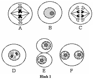Dựa vào Hình 1, hãy sắp xếp các trình tự các giai đoạn của quá trình nguyên phân.  (ảnh 1)
