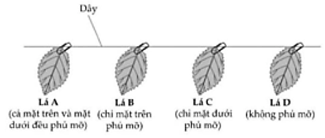 Một nhóm học sinh đã nghiên cứu sự mất nước khi các bề mặt khác nhau của lá được phủ bằng một lớp mỡ. Các bước tiến hành thí nghiệm được thực hiện như sau: (ảnh 1)
