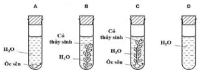 Bốn ống nghiệm được thiết lập như trong sơ đồ bên dưới và để dưới ánh sáng mặt trời đầy đủ. Sau 1 giờ, ống nghiệm nào chứa nhiều carbon dioxide (CO2) hòa tan nhất?   	A. Ống B.	B. Ống C. 	C. Ống D. 	D. Ống A. (ảnh 1)