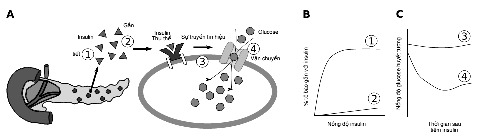 Hình 6 mô tả quá trình tiết insulin và cơ chế insulin làm tăng hấp thu glucose vào tế bào. Cơ chế này gồm bốn bước được biểu diễn bởi 4 số được đánh dấu tròn từ 1 đến 4. (ảnh 1)