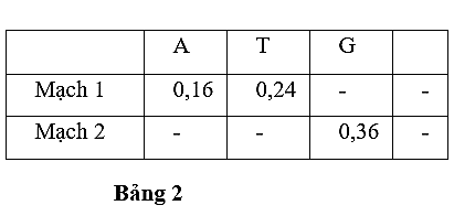 Một phân tử nucleic acid mạch kép có tỉ lệ từng loại nitrogenous base của từng mạch được thể hiện ở bảng 2 (dấu “-” thể hiện chưa xác định số liệu). Biết rằng tổng tỉ lệ 4 loại nitrogenous base trên mỗi mạch đơn là 1,00.  (ảnh 1)