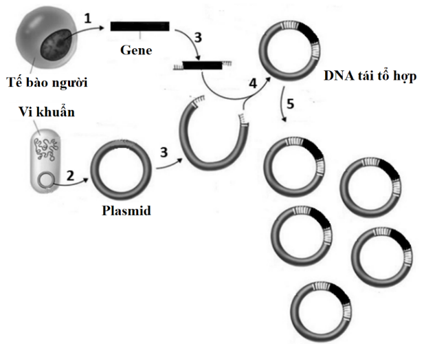 Các nhà khoa học có thể tạo ra DNA tái tổ hợp bằng cách kết hợp một gene có lợi từ tế bào người với plasmid của vi khuẩn.  (ảnh 1)