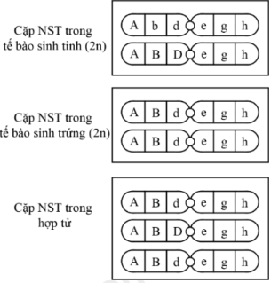 Hình bên thể hiện các NST thuộc cùng một cặp NST tương đồng của một loài động vật ở tế bào sinh tinh, tế bào tế bào sinh trứng đều có bộ NST 2n bình thường và hợp tử được tạo thành từ hai loại giao tử của các tế bào này. (ảnh 1)