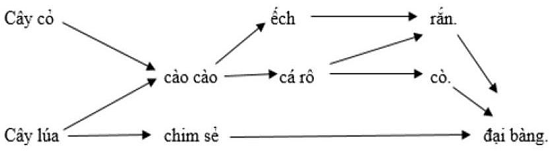 Lưới thức ăn trong hệ sinh thái ruộng lúa được mô tả bằng sơ đồ ở hình bên. Biết sản lượng của cây cỏ là 250 kcal/m2/năm. Của lúa là 200 kcal/m2/năm.  (ảnh 1)