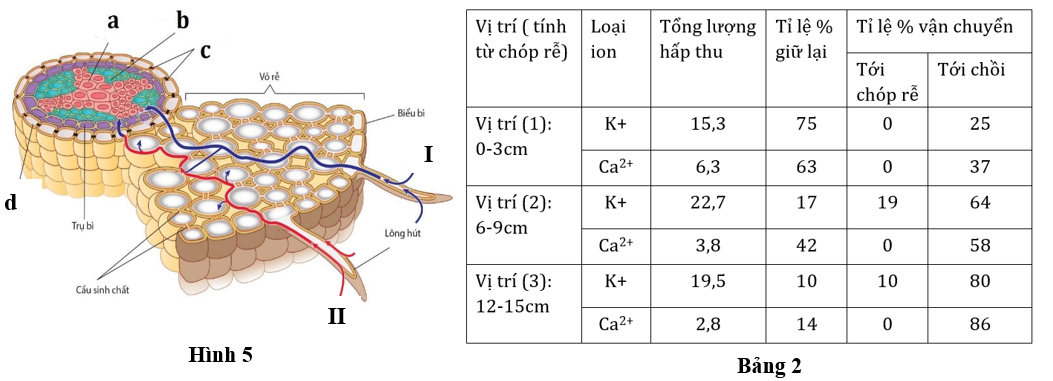 Hình 5 mô tả các con đường vận chuyển của nước và ion khoáng ở rễ cây và Bảng 2 thể hiện các số liệu về lượng hấp thu (microgram) và tỉ lệ vận chuyển hai loại ion khoáng K+ và Ca2+ trong cơ thể của một loài thực vật.  (ảnh 1)
