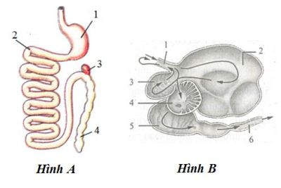 Hình A và hình B mô tả ống tiêu hóa của hai loài thú, trong đó một loài là thú ăn thịt, một loài là thú nhai lại. Quan sát hình và cho biết, cấu trúc số mấy ở hình B có hoạt động tiêu hóa tương tự như cấu trúc số 1 ở hình A? (ảnh 1)