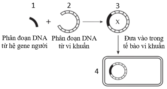 Sơ đồ hình 4 mô tả kỹ thuật chuyển gene từ tế bào người vào vi khuẩn. Theo sơ đồ này, cấu trúc nào theo số từ 1 đến 4 thể hiện DNA tái tổ hợp? (ảnh 1)