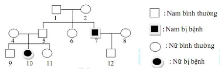 Gene b gây chứng pheninketo niệu về phương diện di truyền đây là bệnh gây ra do rối loạn chuyển hóa pheninalanin. Alene B quy định sự chuyển hóa bình thường. Cho phả hệ sau:   (ảnh 1)