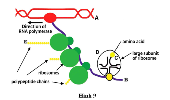 Hình 9 mô tả phân đoạn gene đang thực hiện quá trình phiên mã và dịch mã trong tế bào sống.  a) B trong hình chỉ đầu 5’ của mạch DNA.  (ảnh 1)