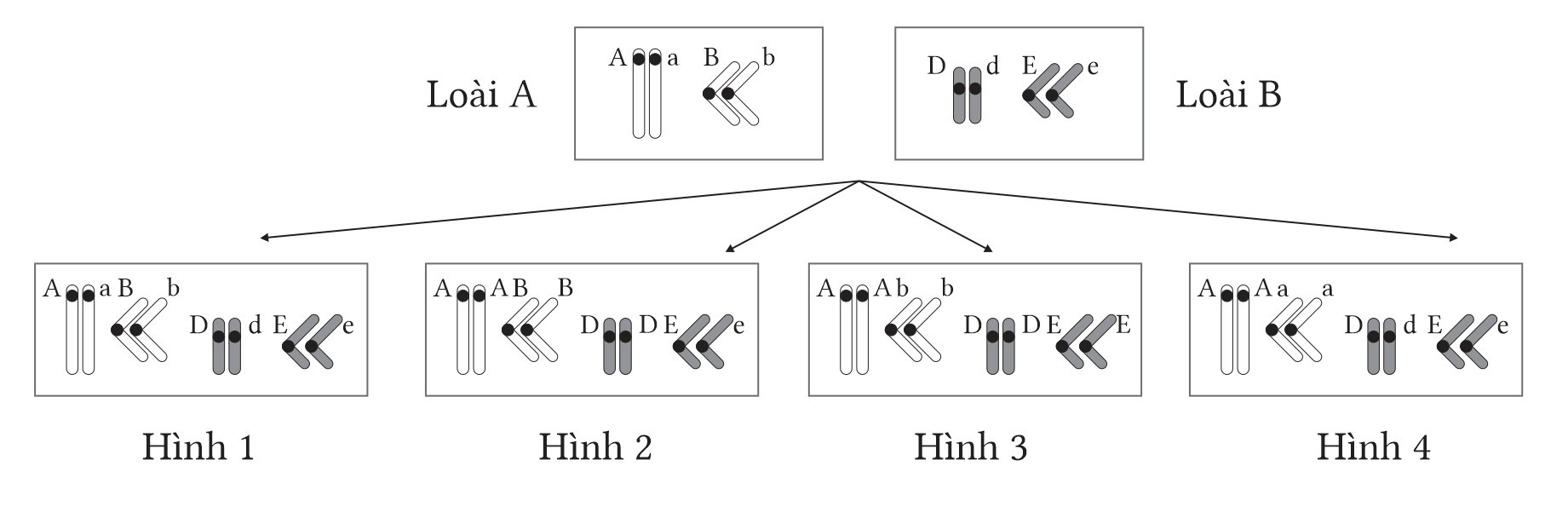 Hình bên mô tả kết quả quá trình hình thành thể dị đa bội từ loài A và loài B. Hãy cho biết hình số bao nhiêu mô tả đúng quá trình này? (ảnh 1)