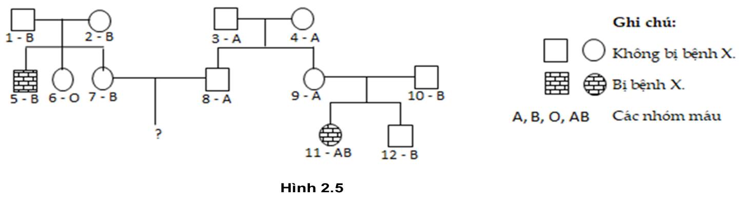 Sơ đồ phả hệ Hình 2.5 mô tả sự di truyền của nhóm máu ABO và một bệnh di truyền X. Trong đó, gene  quy định tính trạng nhóm máu nằm trên NST số 9; bệnh X do một trong 2 allele của gene  nằm trên cặp NST số 5 quy định, (ảnh 1)