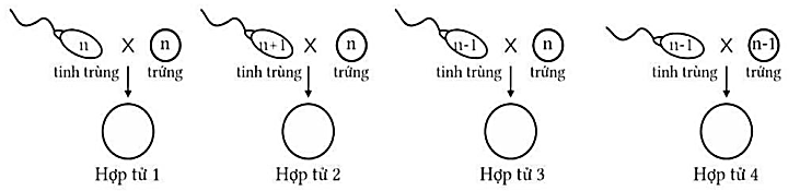 Hình dưới mô tả cơ chế hình thành hợp tử từ các giao tử đực và cái. Có bao nhiêu hợp tử hình thành thể đột biến lệch bội? (ảnh 1)