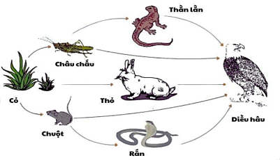 Lưới thức ăn của một quần xã sinh vật được mô tả ở dưới đây. Lưới thức ăn này gồm có bao nhiêu chuỗi thức ăn? (ảnh 1)