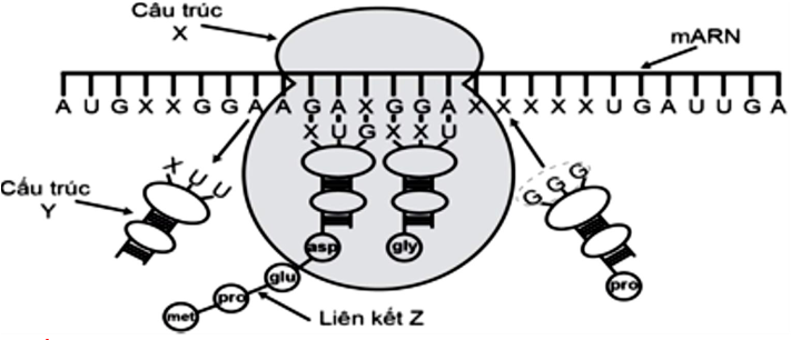Hình vẽ bên mô tả quá trình tổng hợp 1 chuỗi polypeptide trong tế bào của một loài sinh vật. Chuỗi polypeptide này gồm bao nhiêu amino acid biết rằng không có đột biến xảy ra? (ảnh 1)
