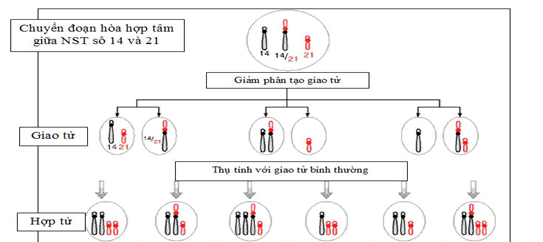 Hình bên thể hiện quá trình đột biến chuyển đoạn hợp tâm NST giữa NST số 14 với NST số 21. Khi cơ thể này giảm phân, tham gia thụ tinh để hình thành các hợp tử. Hãy viết liền các số tương ứng (từ nhỏ đến lớn) với các hợp tử ở dạng thể một. (ảnh 1)
