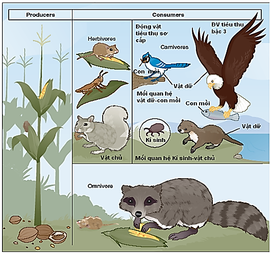 Hình ảnh minh họa một hệ sinh thái trên cạn, đây là hệ sinh thái rừng, nơi thể hiện mối quan hệ giữa các sinh vật tự dưỡng và các nhóm sinh vật tiêu thụ. Các sinh vật trong hình bao gồm thực vật (như cây ngô), (ảnh 1)