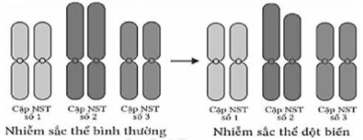 Hình dưới đây mô tả bộ NST bình thường và bộ NST của một thể đột biến. Khi thể đột biến này giảm phân bình thường thì tỉ lệ giao tử đột biến được tạo ra là bao nhiêu phần trăm? (làm tròn đến phần nguyên). (ảnh 1)