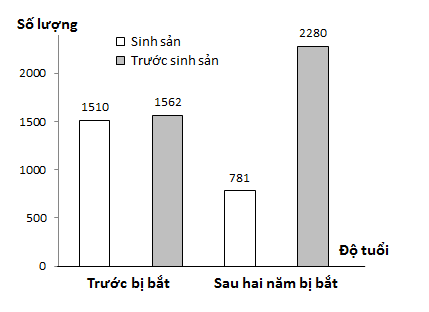 Cấu trúc tuổi của quần thể có tính đặc trưng và phụ thuộc vào môi trường sống. Khi điều tra quần thể chim trĩ (Phasianus colchicus) tại các khu rừng trên đảo sau hai năm bị săn bắt,  (ảnh 1)