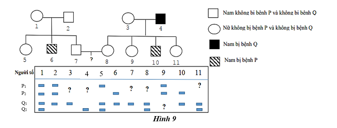 Theo dõi sự di truyền của hai bệnh P và Q trong một gia đình. Cho biết không xảy ra đột biến và bệnh P do gene  P có 2 allele là P1 và P2 quy định; Bệnh Q do gene  Q có 2 allele là Q1 và Q2 quy định. (ảnh 1)