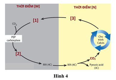 Sơ đồ mô tả con đường cố định CO2 ở thực vật CAM. Nhân định nào sau đây là đúng? (ảnh 1)