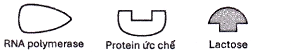 Hình 2 mô tả các thành phần tham gia vào quá trình điều hòa hoạt động của gene trong một operon cảm ứng (operon Lac) của vi khuẩn E. coli.  (ảnh 1)