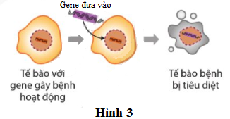Một trong các kĩ thuật của liệu pháp gene được mô tả ở Hình 3 là     A. đưa gene lành vào tế bào. 	B. đưa gene ức chế vào tế bào. C. đưa gene chỉnh sửa vào tế bào. 	D. đưa gene gây chết vào tế bào. (ảnh 1)