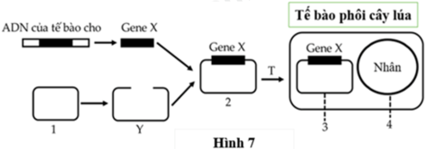 Nhà nghiên cứu sinh học Ingo Potrykus đã tạo thành công giống lúa vàng (golden rice) giàu β-caroten, góp phần cải thiện tình trạng thiếu vitamin A ở trẻ em (ảnh 1)