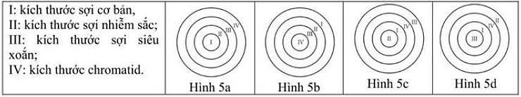 Cho biết: Hình mô tả đúng mối liên hệ về kích thước theo thứ tự từ nhỏ đến lớn là A. Hình 5a. B. Hình 5b. C. Hình 5c. D. Hình 5d. (ảnh 1)