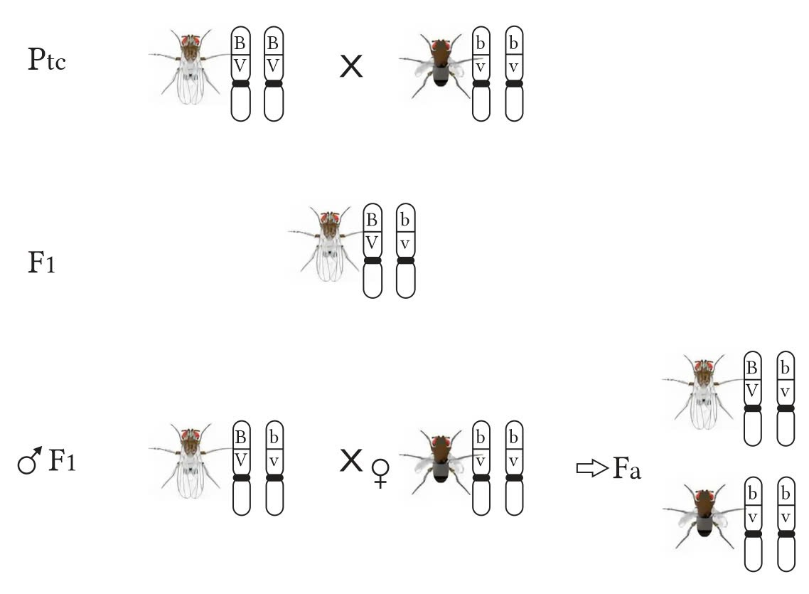 Hình bên mô tả tóm tắt thí nghiệm của Morgan. Có các nhận định sau (ảnh 1)