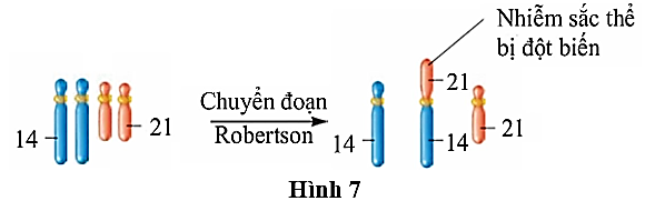 Hình 7 mô tả hiện tượng chuyển đoạn Robertson giữa nhiễm sắc thể số 14 và số 21. (ảnh 1)