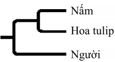 Cây phát sinh chủng loại nào sau đây mô tả hợp lý nhất về mối quan hệ họ hàng giữa ba loài? (ảnh 4)